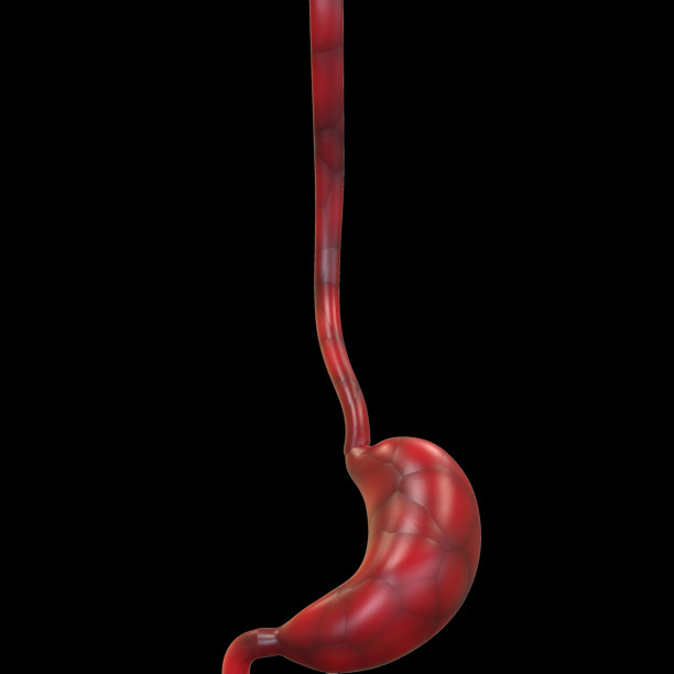 人体消化系统胃解剖图片下载