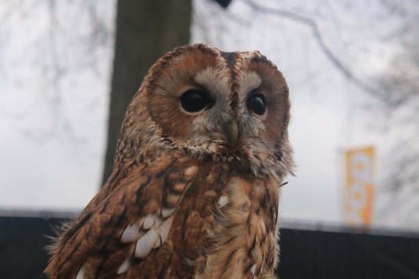 棕色的欧洲猫头鹰，黑色的大眼睛直视着照相机图片下载
