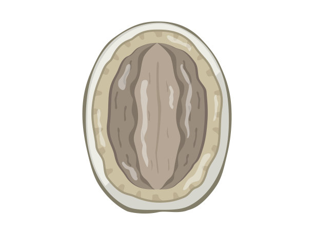 生的鲍鱼图片下载