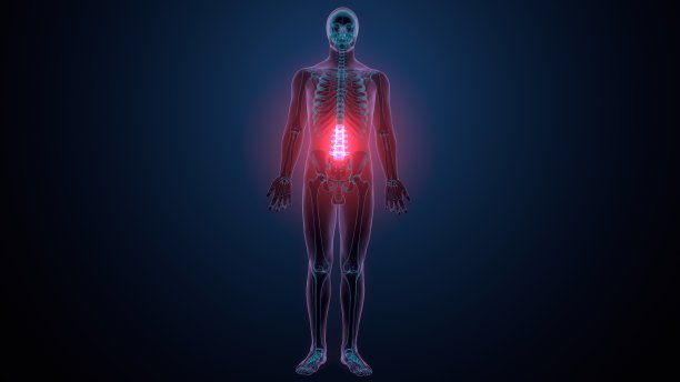 人体骨骼木材骨骼解剖的3d渲染图片下载