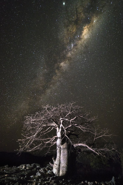 银河下的猴面包树。图片下载