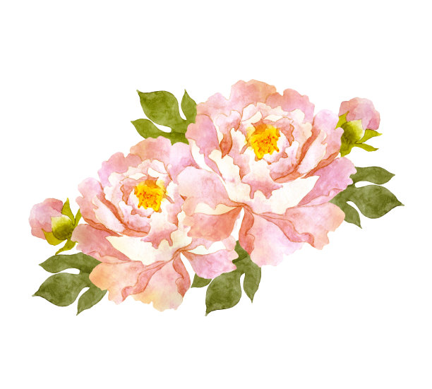 水彩粉红牡丹花图片下载