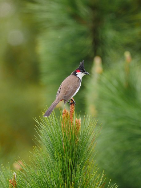栖息在小树上的红须白头翁鸟图片下载