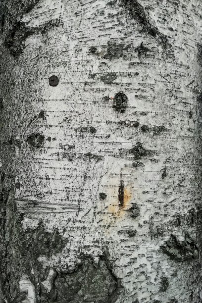 树皮木质纹理图片下载