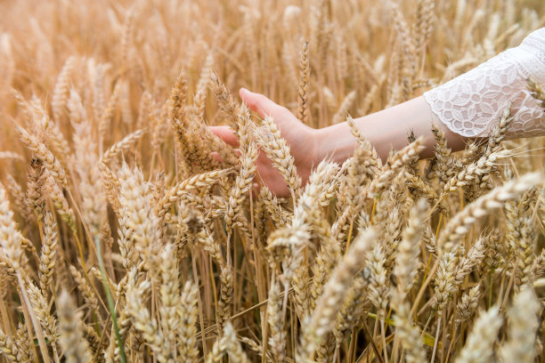 女性交出麦田图片下载