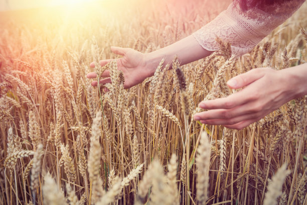 妇女们交出麦田图片下载