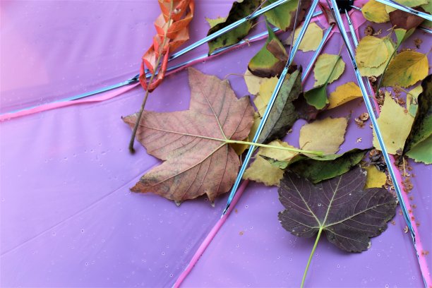 秋天的树叶在粉红色的伞里。图片下载