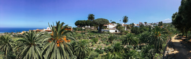 公园里有许多棕榈树和植被，中间有一棵大树，天空非常蔚蓝。背景中也有一些白色的房子图片下载