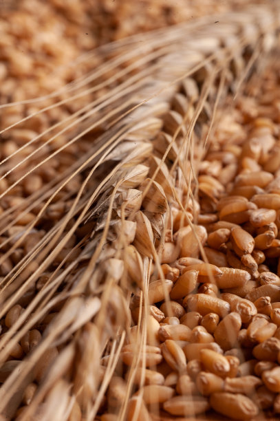 穗和麦穗。收获的照片。图片下载