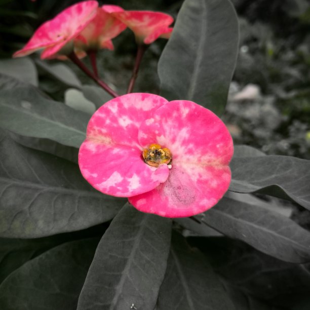 黑色背景花图片下载
