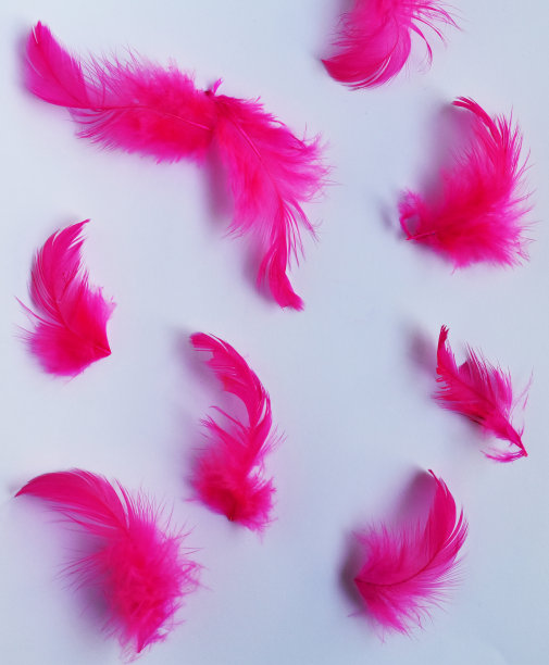 白色背景上的粉红色羽毛图片下载