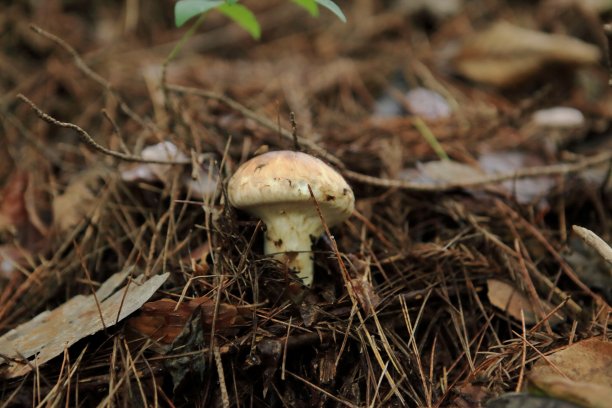 日本松茸图片下载