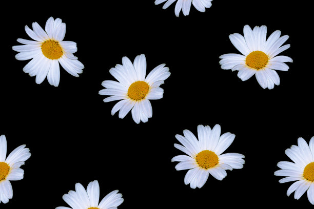 雏菊花图片下载