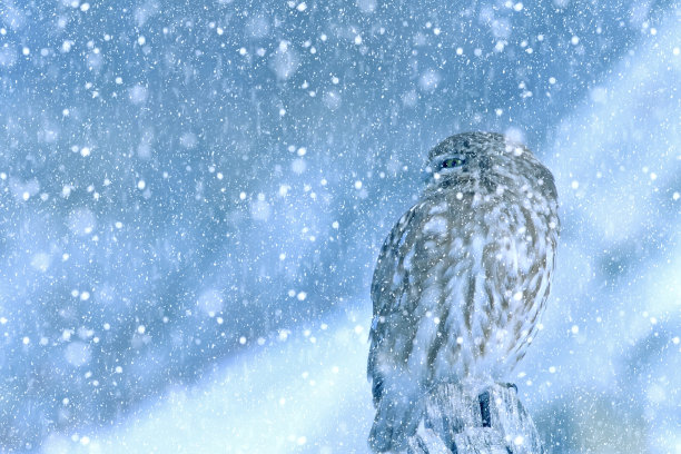 冬季和鸟类。雪下降。白色蓝色的自然背景。图片下载