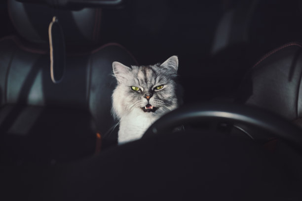 美丽的灰色家养纯种猫，绿色的眼睛和张开的嘴坐在车里。猫封闭在车里。和猫一起自驾游图片下载