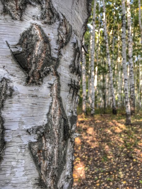 白桦树林图片下载