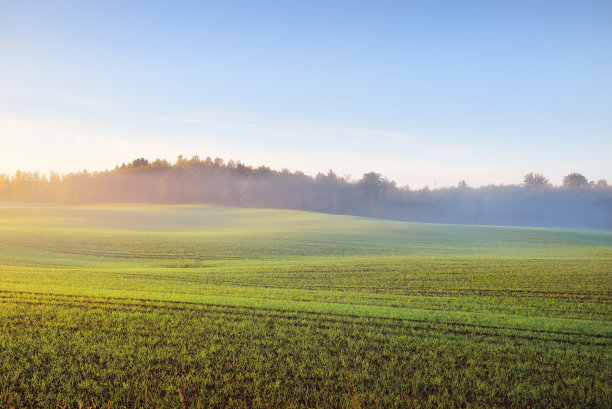 在日出时，绿色的农田上有拖拉机的痕迹和色彩斑斓的森林，特写。金色的阳光，雾，薄雾。秋天风景如画的风景。田园的场景。纯自然、生态图片下载