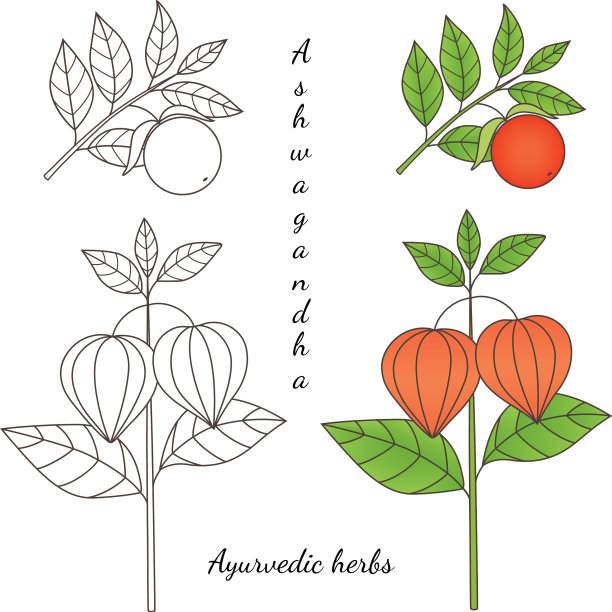 阿什瓦甘达工厂2-03图片下载