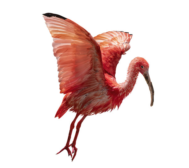 朱鹮，朱鹮，红色的鸟，正在起飞，张开翅膀。孤立在白色背景上。图片下载