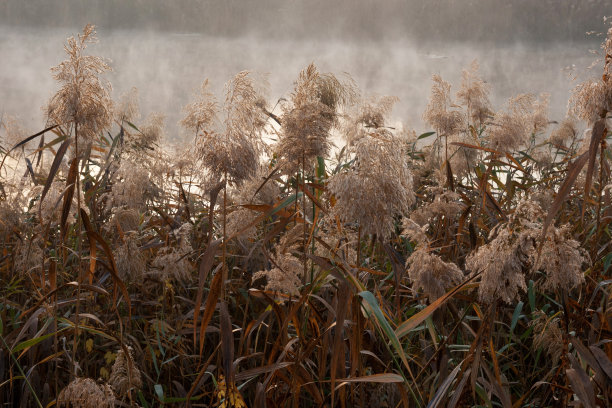 芦苇开花。河上有晨雾图片下载