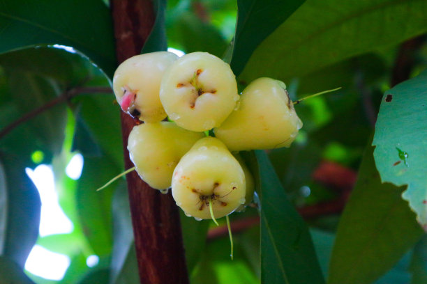 水苹果的特写图片下载