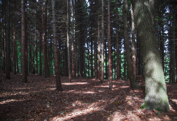森林中树木高大，自然界含氧量丰富图片下载