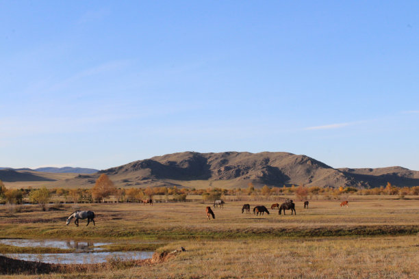 一群野马在秋天的草地上吃草。母马、牡马和小马驹的多色群黑色的海湾，栗色，暗褐色，黑色，斑点灰色，白色的皮毛。河、山、黄草木景色宜人图片下载