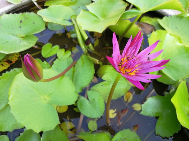 花园里的一朵紫色睡莲图片下载