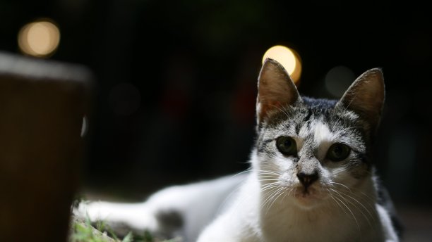 一只猫在晚上找相机图片下载