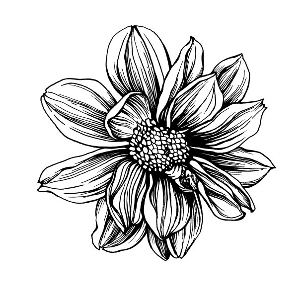 Сloseup大丽花花。黑白轮廓插图手绘工作孤立在白色背景。图片下载