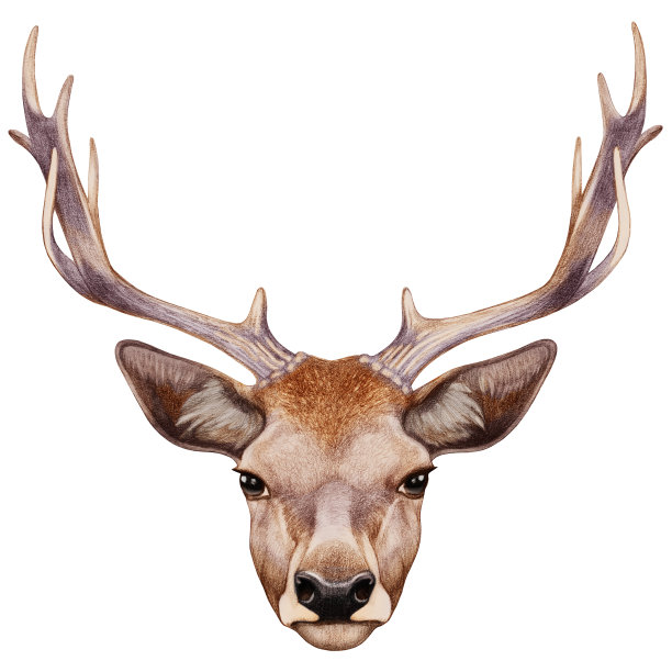 鹿的画像。图片下载