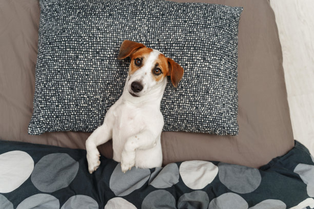 一只狗在卧室的床上睡觉。图片下载