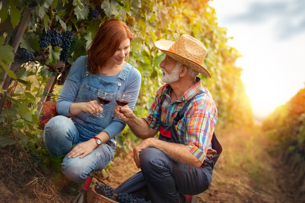人们在葡萄园里品酒图片下载