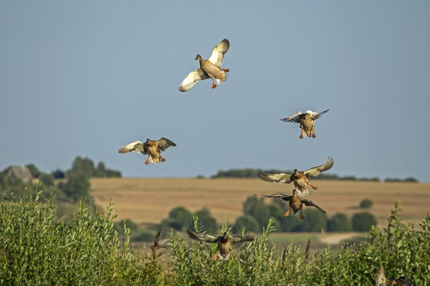 一群鸭子落在沼泽上。素材图片
