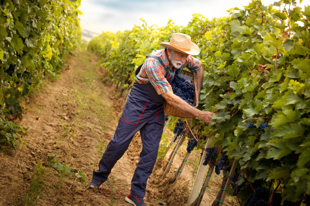 一个在葡萄园工作的人图片下载