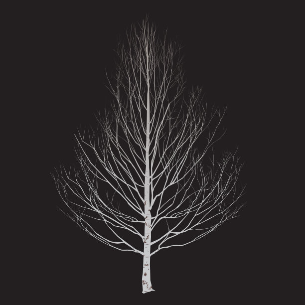 冬天桦树的剪影图片下载