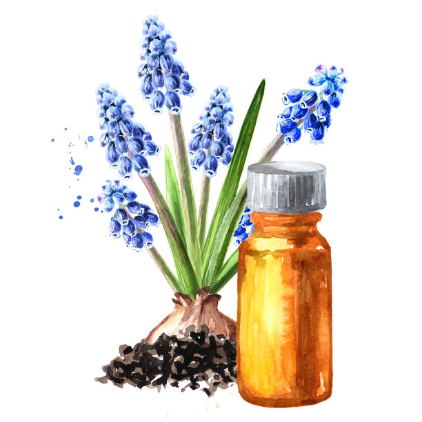 春季麝香花和精油瓶。手绘水彩插图，孤立的白色背景图片下载