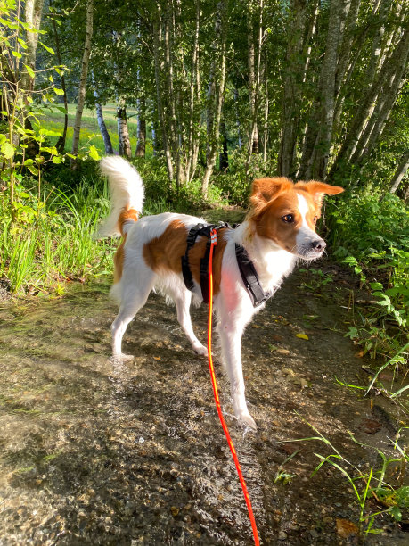 游览与狗图片下载