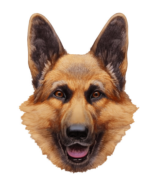 德国牧羊犬的肖像。图片下载