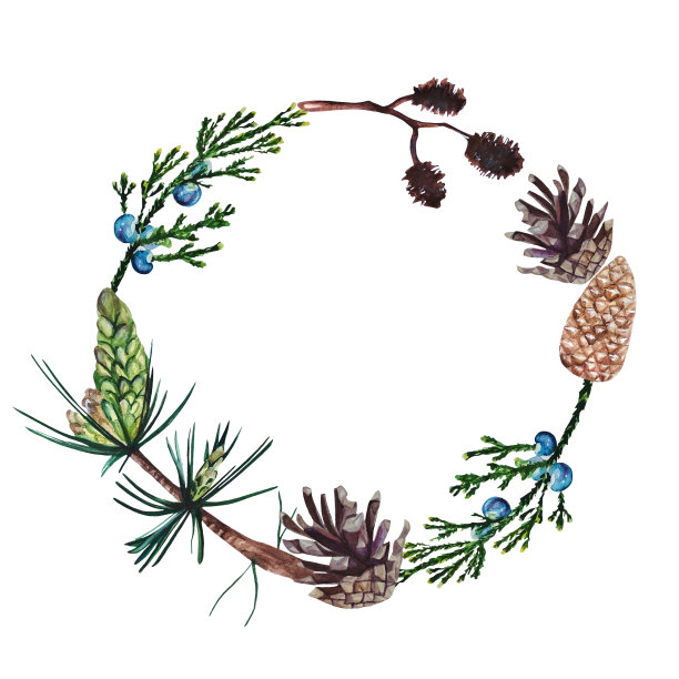 水彩手绘森林花环与松树，杜松，桤木树枝和球果。图片下载