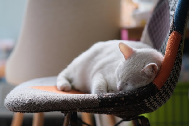 一只纯白的猫在家里阳光下的椅子上睡觉图片下载
