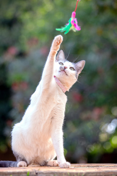 我生命中的宠物图片下载