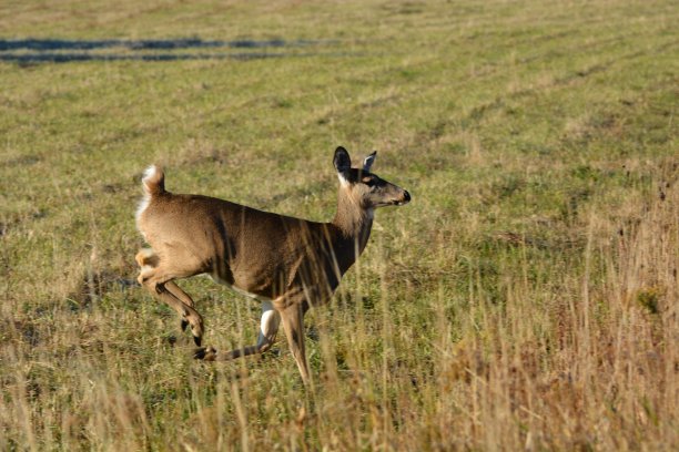 白尾鹿图片下载