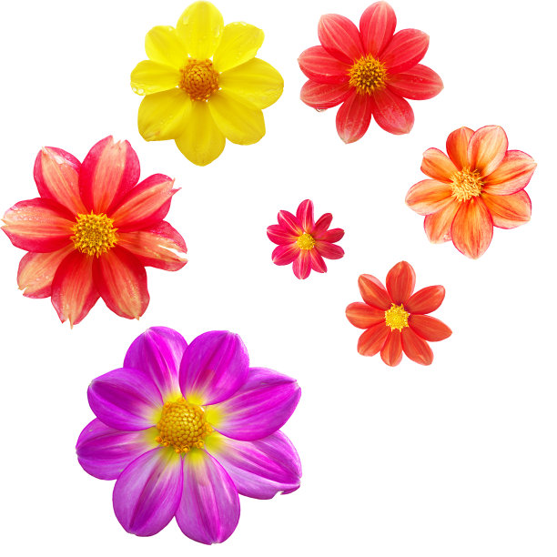 图案红色，橙色，黄色和紫色的头状花孤立在白色的背景上图片下载