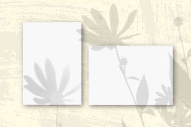 水平和垂直的白色纹理纸与黄色的墙壁背景。模型与植物阴影覆盖。自然光在菊芋花上投下阴影图片下载