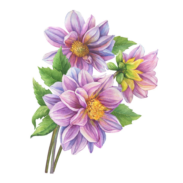 美丽的秋天花束与粉红色的大丽花。水彩手绘插图孤立的白色背景。图片下载