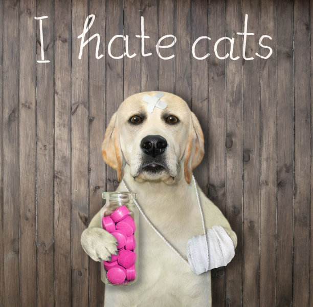 狗拿着一瓶红色的药丸图片下载