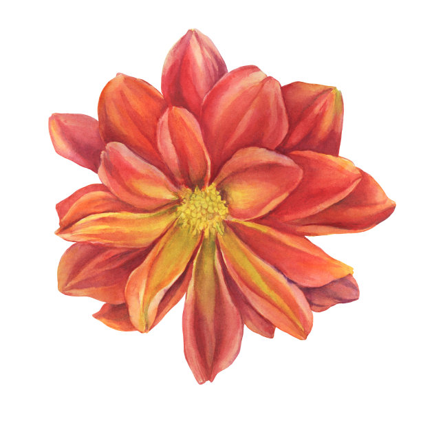 Сloseup red Dahlia flower. Watercolor hand drawn painting illustration isolated on white background.图片下载