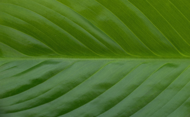 一片大绿叶。图片下载