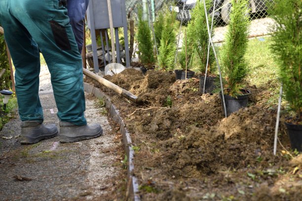 在花园里挖坑种植针叶树图片下载